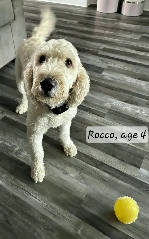 Rocco 1532