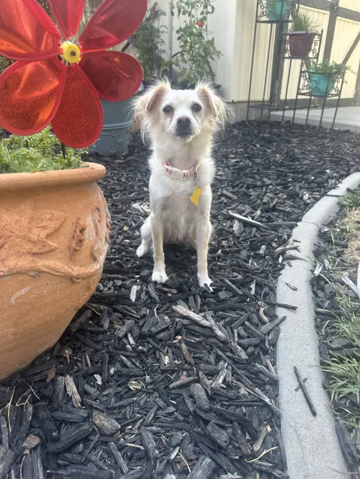 Belle Bella