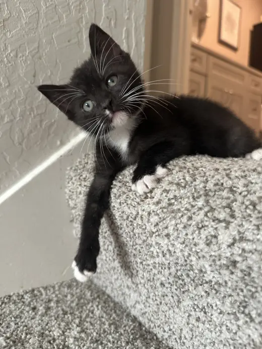 Clove bonded w/Larry Lasagna