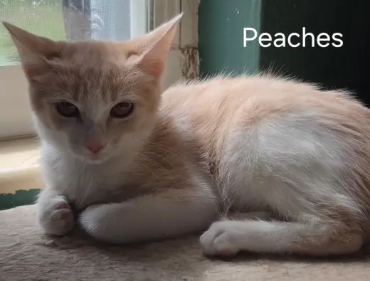 Peaches