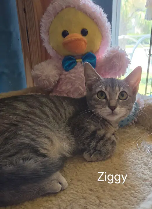 Ziggy