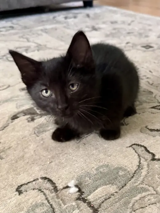 CAT - Snickers
