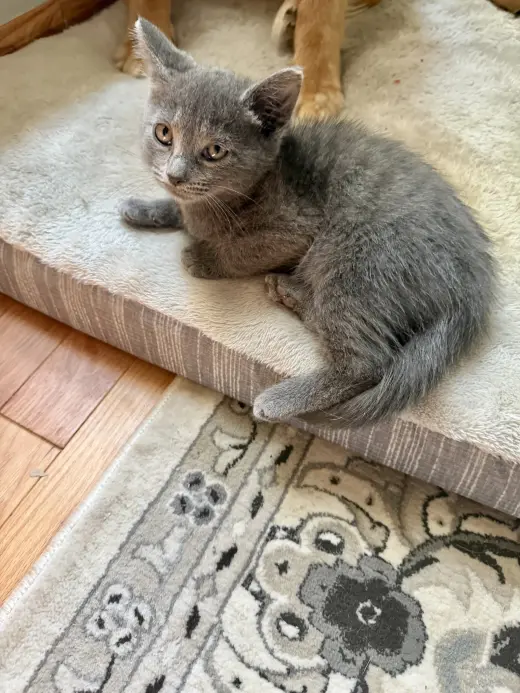 CAT - S’mores