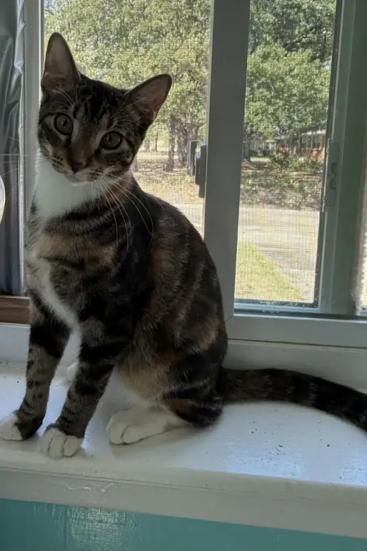 Nutmeg