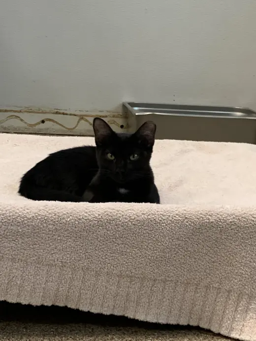 Blackie