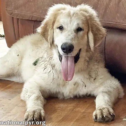 Russet in VA - Laid-back, Goofy Charmer!
