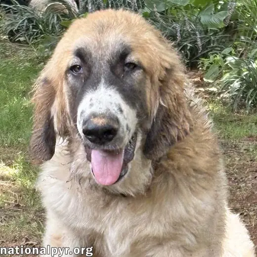 Macintosh in VA - Loves Squeaky Toys!