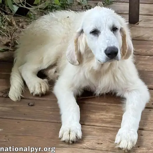 Crispin in VA - Loves To Be Brushed!
