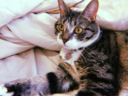 Jonesy