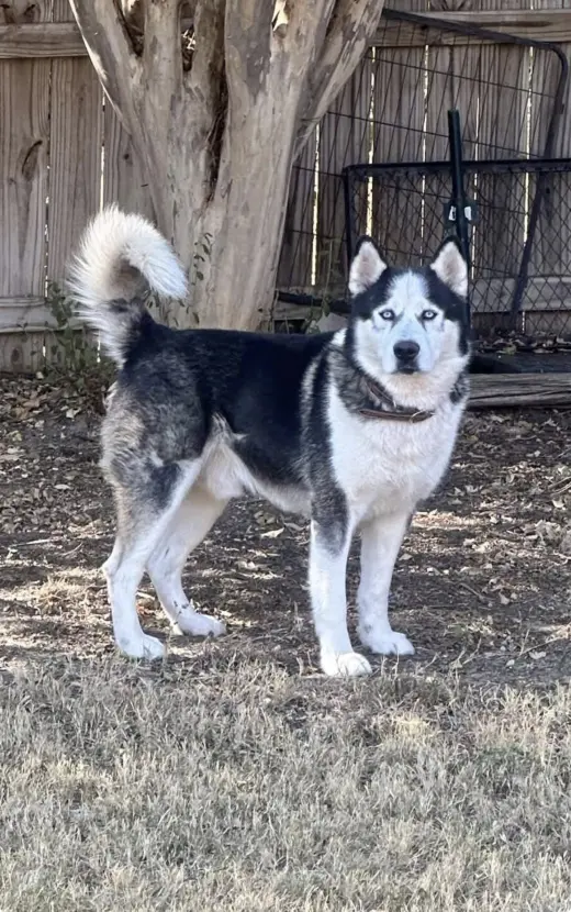 Odin