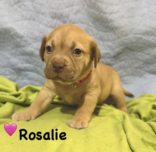 Rosalie- Belles & Beau Litter