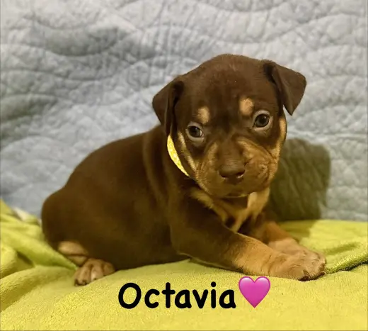 Octavia- Belles & Beau Litter