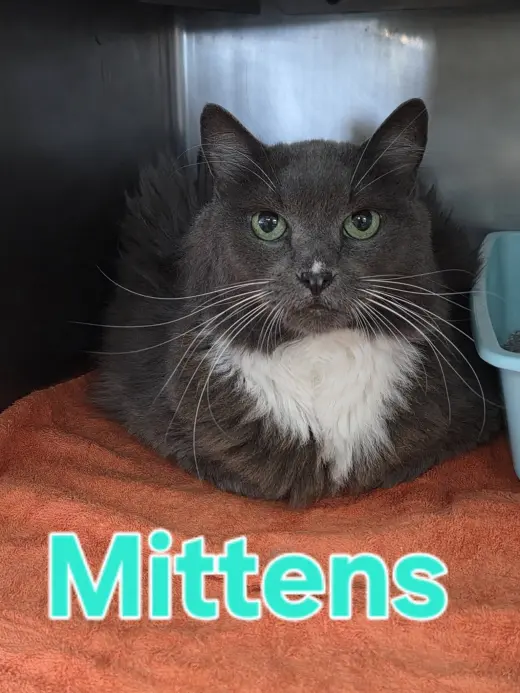Mittens