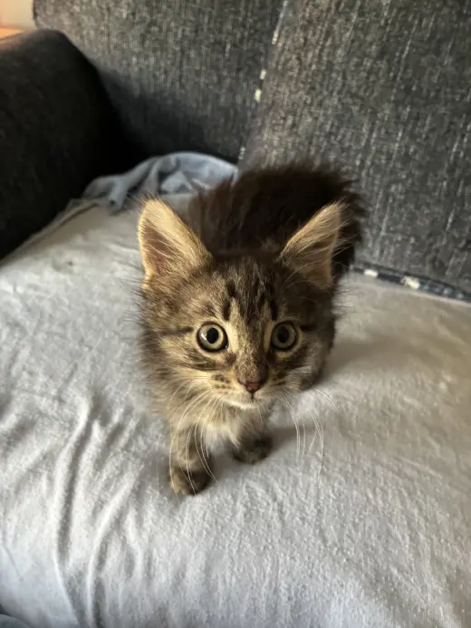 Kit