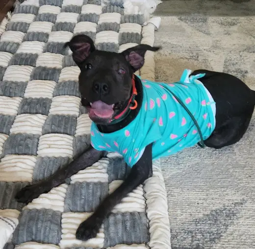 Jett