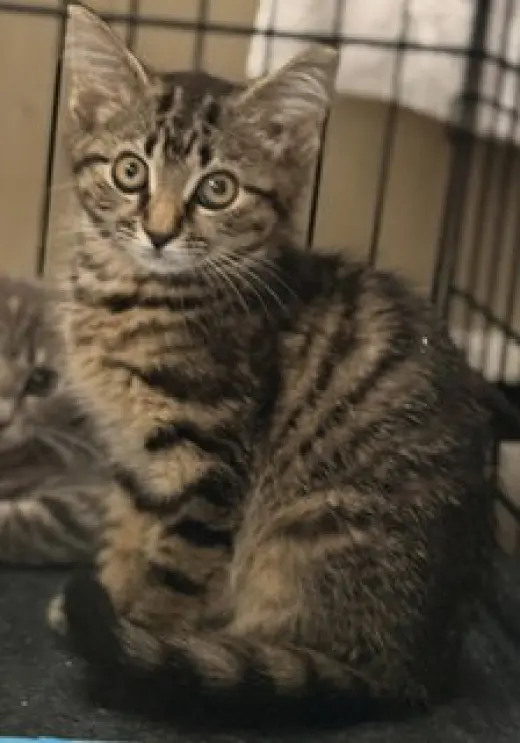 Koda