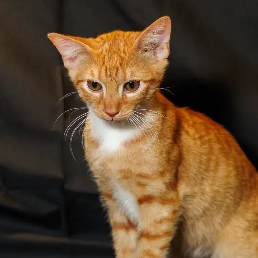 Tangerine
