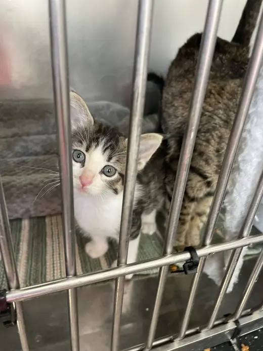 Canasta kitten- Hearts