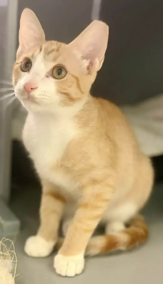 Nala