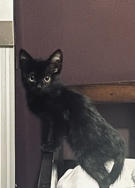 Little Man