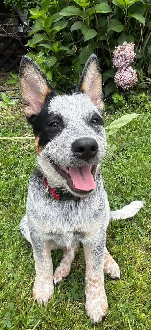 Sheila
