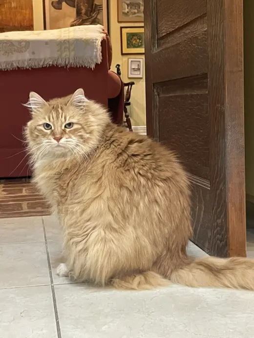 Purr