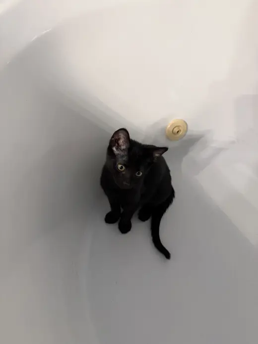 Gus