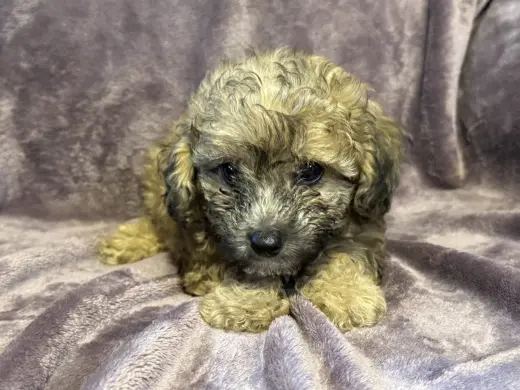 Winston - In Foster in Rocky Mount, NC