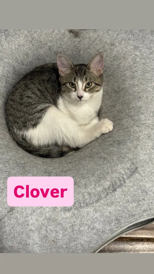 Clover