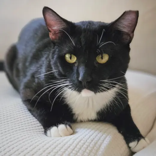 Santi