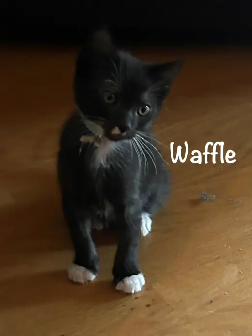 Waffles