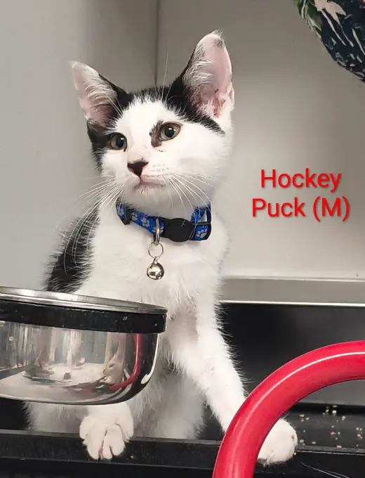 Hockey Puck