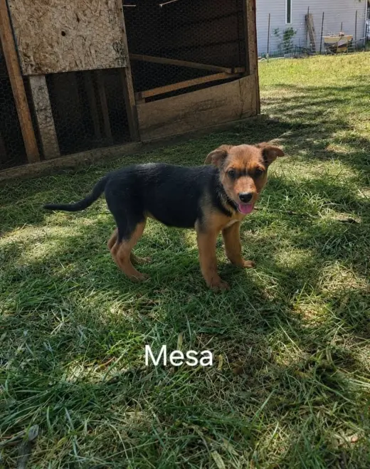 Mesa