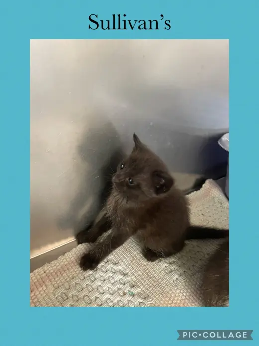 Grocery kitten- Sullivans