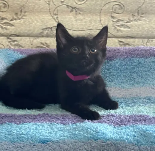 Sophia