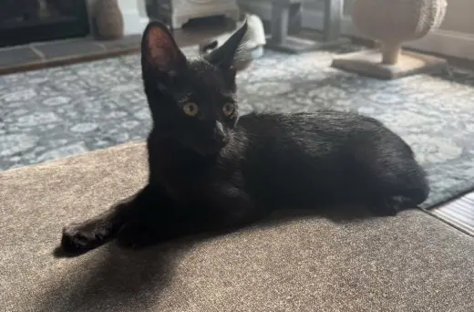 Stella
