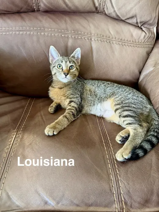 Louisiana (3059)