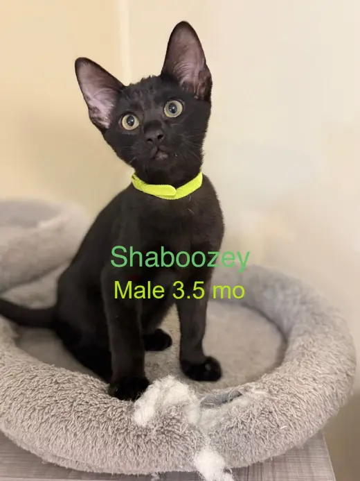 Shaboozey