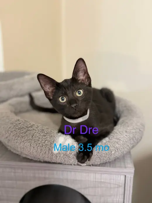 Dr. Dre