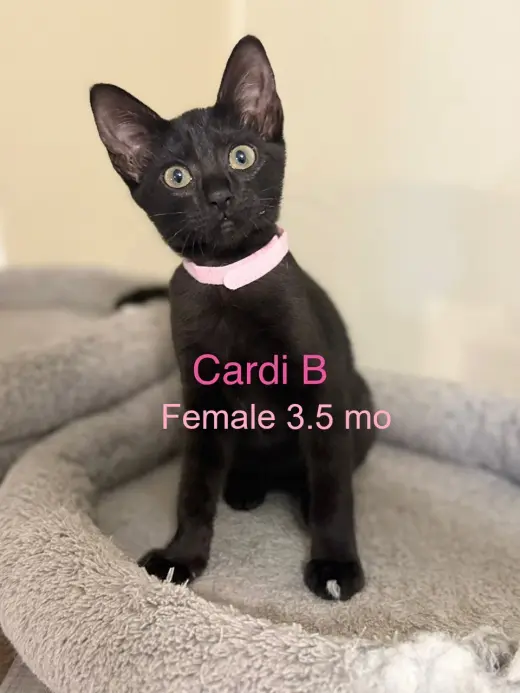 Cardi B