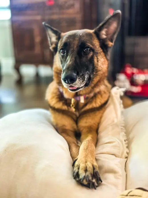 Petunia