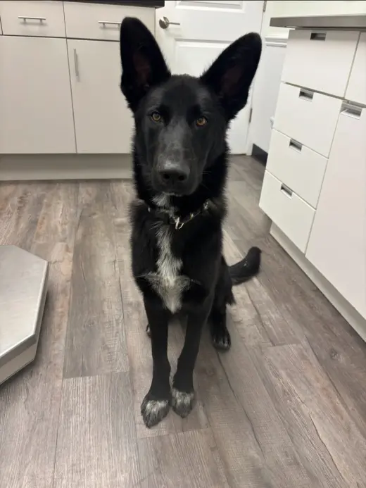Axle - Adoption Pending
