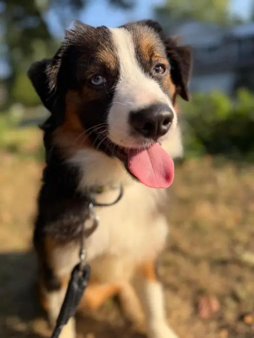 Cayenne