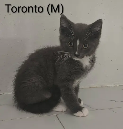Toronto