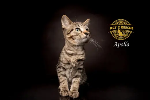Apollo 3