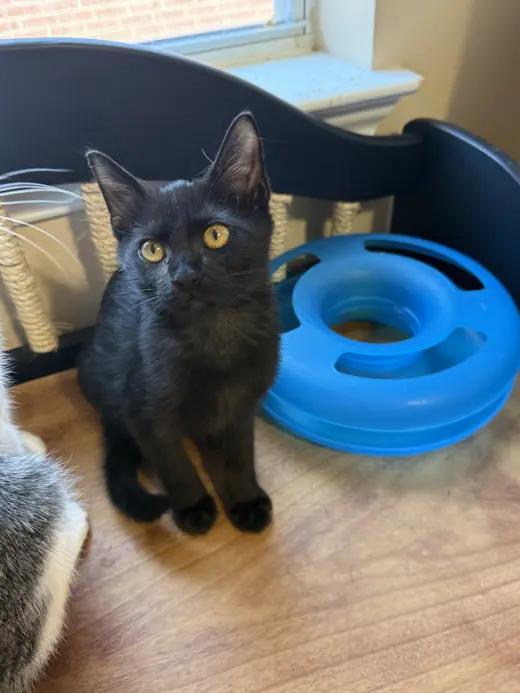 Penelope