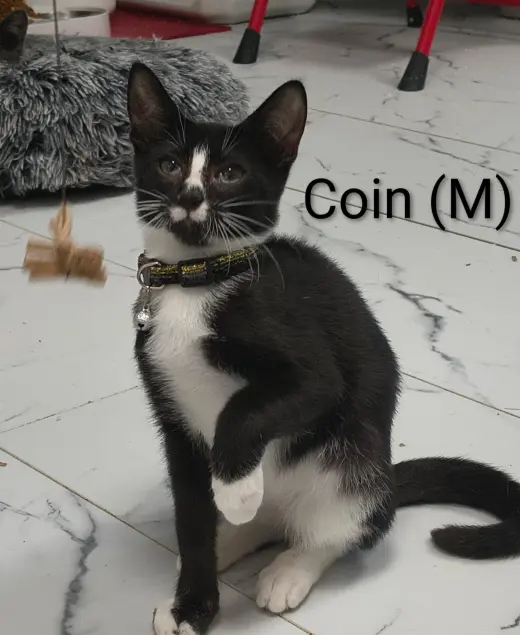 Coin