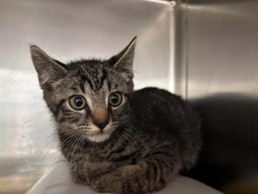 Elijah - Not At shelter ( Debra K)