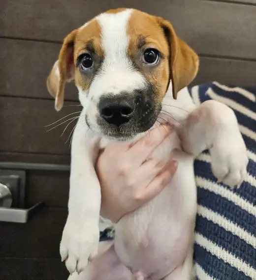 Jack