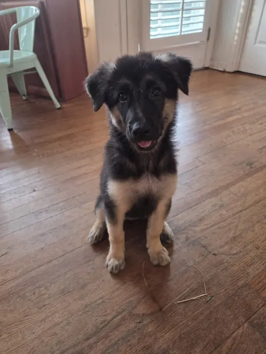 Giggle - Adoption Pending